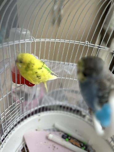 chi su: Волнистые попугаи с аксессуарами - Описание: пара волнистых — 2