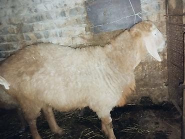 Баран, овца: Продаю | Баран (самец) | Гиссарская | Для разведения | Осеменитель — 1