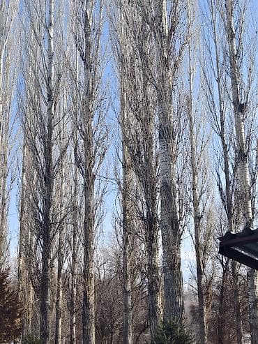 тополь продаю: Тополя пирамидальные (Populus, стройная колонновидная форма) для — 3