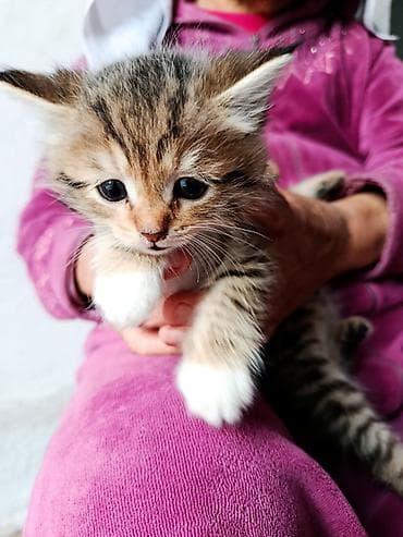 малинкий кошка: Котята, пушистые тигрята с белыми «носочками» и мягкими лапками — 7