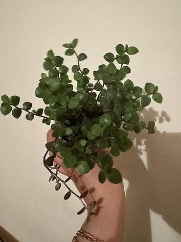 аглаонему: Все в активном росте🌸🌸🌸🌸 Аглаонема 250с Колеус 150с Крупнолистная — 5