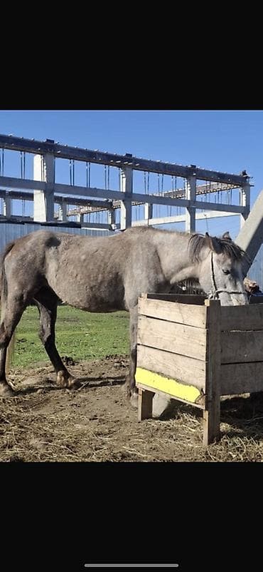 отдам животных в хорошие руки: Продаю | Кобыла (самка) | Для разведения — 4