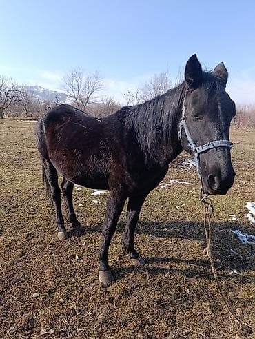 кошки лысые: Продаю | Кобыла (самка) | Для разведения — 2