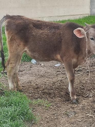 тайган иттер: Сатам | Бука (эркек) | Бордоп семиртүү үчүн | Байланган — 1