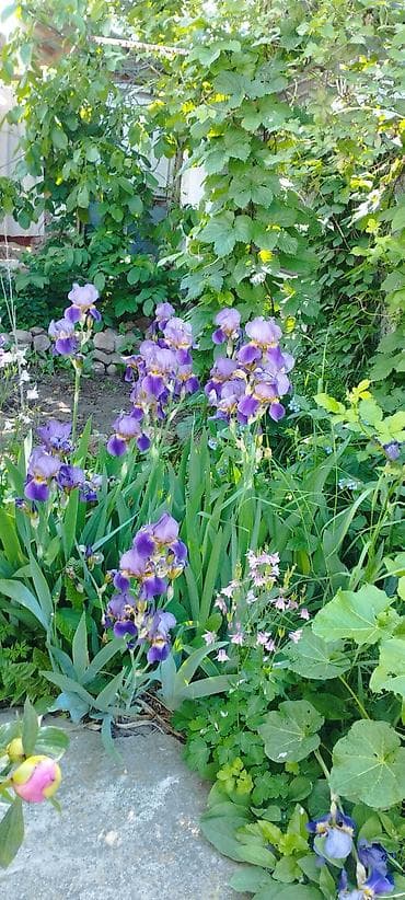 осень весна: Многолетние садовые растения — коллекция декоративных цветов — 2