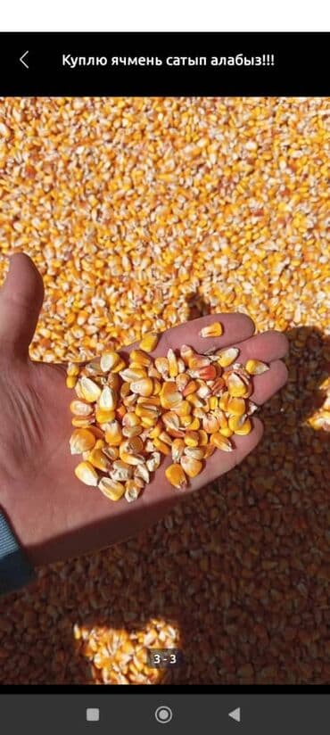 белый мёд: Отруби 22сом 3в1жем 26сом ячмень кукуруза пшеница 2в1 кукуруза — 6