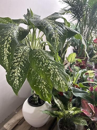 хола: Дифенбахия крупнолистная (Dieffenbachia) в декоративном кашпо. - — 4