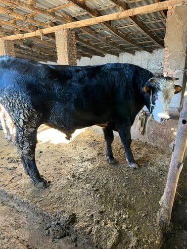 дойный корова: Продаю | Бык (самец) | На откорм | Привязанные — 1