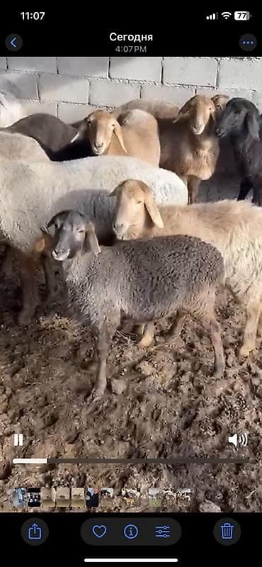 Услуги ветеринара: Продаю | Ягненок | Для разведения | Племенные — 1