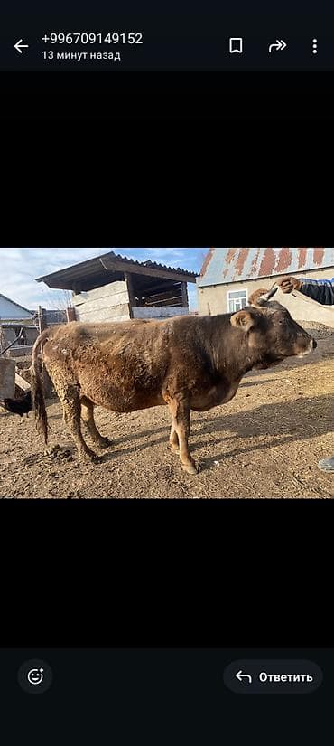 Грызуны: Продаю | Корова (самка) | Для молока — 2