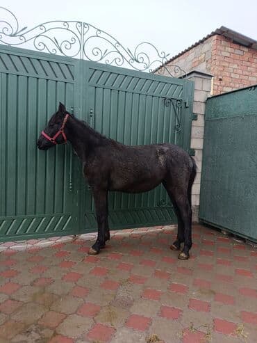 собака доберман сколько стоит: Продаю | Жеребенок | Конный спорт — 5