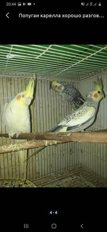 дом для животных: Попугаи карелла — 3