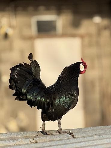 яица для инкубации: Продаю | Куры, Петух — 5