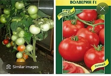 помидор сколько стоит: Рассада — 6