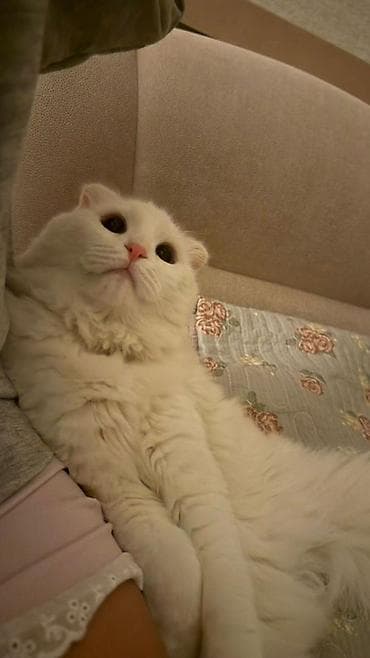 Продажа кошек: Вязка кошки мальчик 5000 — 1