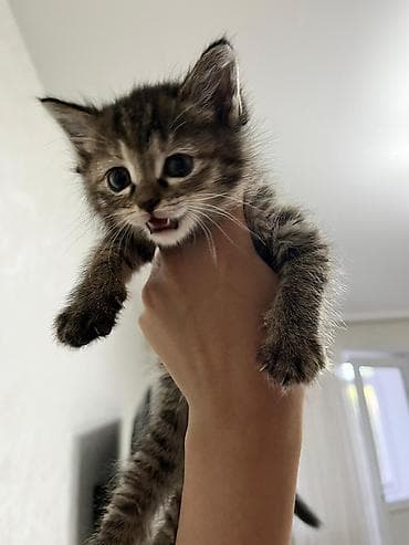 сиамская кошка сколько стоит: Сиамская, 1 месяц, Мальчик, Приучена к лотку — 1
