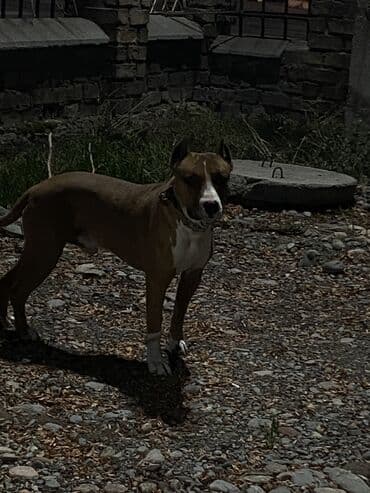 золотистый ретривер цена бишкек: Амстафф, 1 месяц, Самка — 11