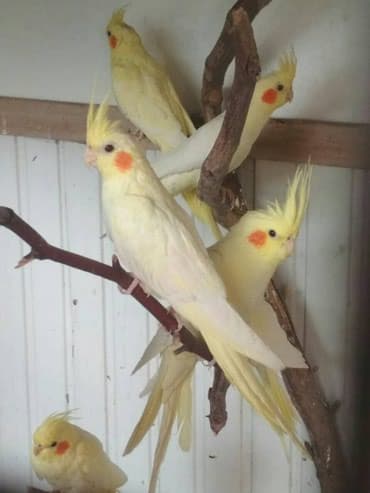 Попугаи карелы а так же другие породы волнистые неразлучники разеллы и