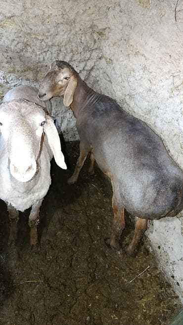 голова коровы: Продаю | Коза (самка) | Для разведения | Племенные — 4