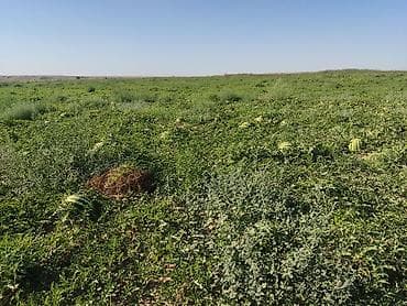 офисный шкаф бу: Арбузы Оптом, Самовывоз, Бесплатная доставка, Платная доставка — 3