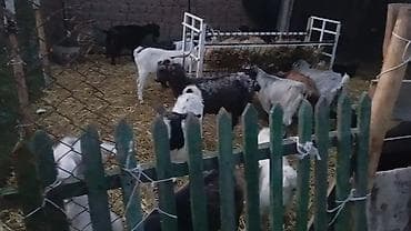 собаки рынок в бишкеке цены: Продаю | Коза (самка), Козёл (самец), Козлёнок | Полукровка, Зааненская | На забой, Для разведения, Для молока | Племенные — 9