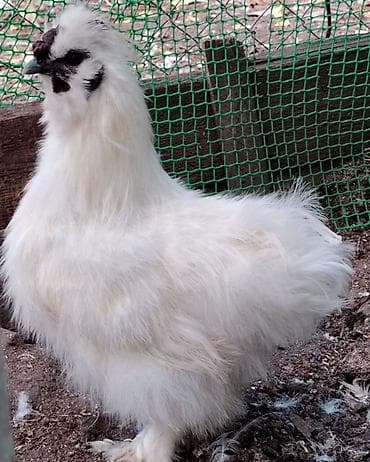 голубая шотландская кошка: Продаю | Куры, Петух — 6