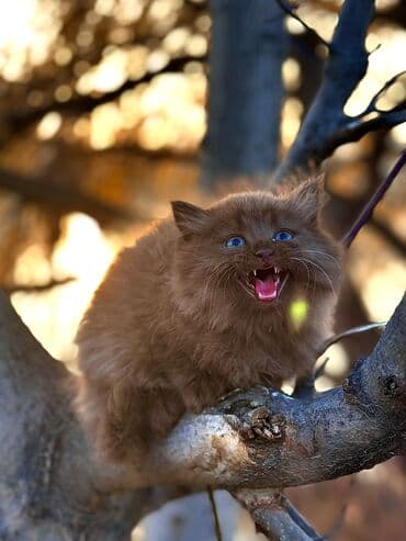 египетская кошка сфинкс: Продается котёнок Шоколадная шотландская хайленд-девочка ищет дом — 3