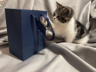 домик для кошек: Скотиш Страйт (Шотландская прямоухая), 2 месяца, Мальчик, Приучена к лотку, Проглистована, С документами — 2