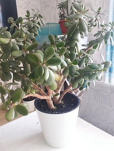 гул: Толстянка (денежное дерево) в декоративном кашпо - Крупный — 2