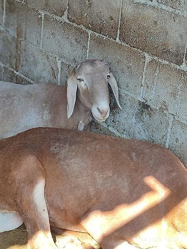 кошка тайская: Продаю | Овца (самка) | Для разведения | Ярка — 4