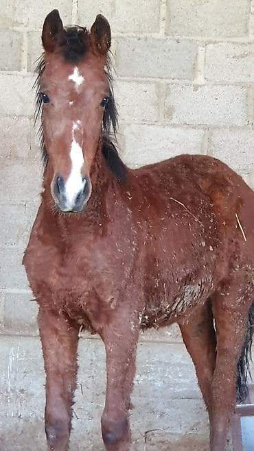 продаю кукурузу: Продаю | Жеребенок | Конный спорт — 1