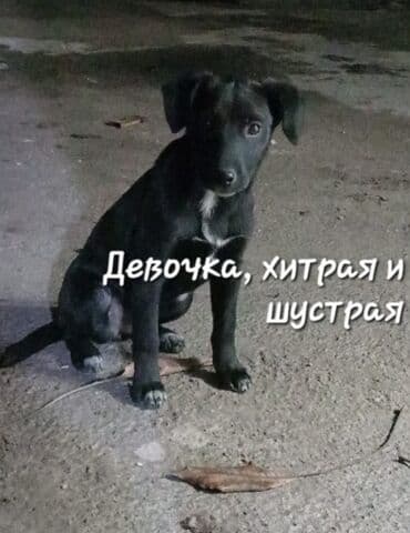 собака питбуль: Отдам в хорошие руки щенков 5 штук от мамы Корги и папы двортерьер — 2