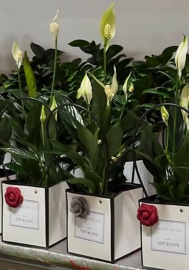 мясо с доставкой бишкек: Комнатные растения в декоративных пакетах «GIFT & LOVE» - — 1