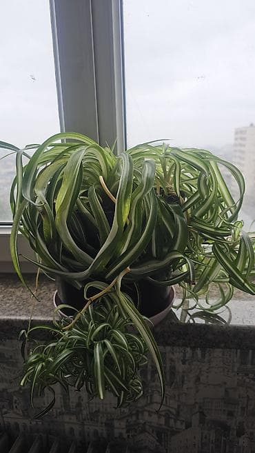 цветок хлорофитум: Хлорофитум хохлатый в большом горшке и хорошем грунте. Куст с мощной — 1