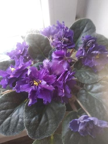 Драцены и Сансевиерии: Фиалки (сенполии) различных сортов — комнатные цветущие растения с — 1