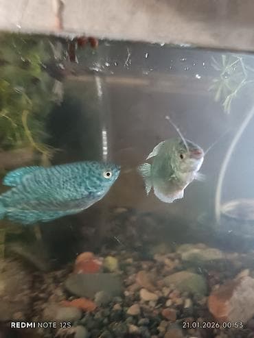 Кошки: Гурами мраморные (Trichopodus trichopterus) — декоративные — 1