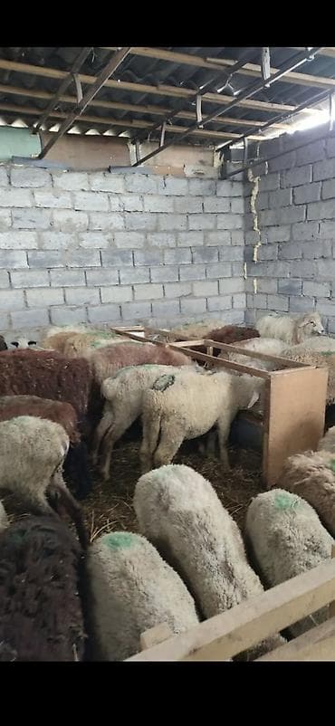 усыпление животных бишкек: Продаю | Овца (самка) — 7