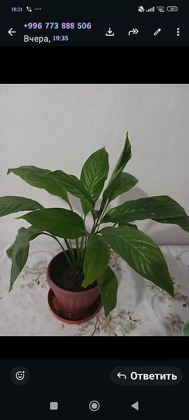 bed: Спатифиллум (Spathiphyllum) в горшке. - Домашнее — 1