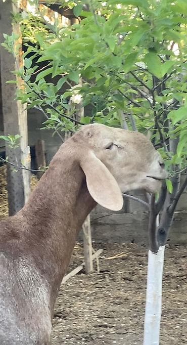 ящик сатылат: Сатам | Кочкор (эркек) | Арашан | Көбөйтүү үчүн | Асыл тукумдуу — 2