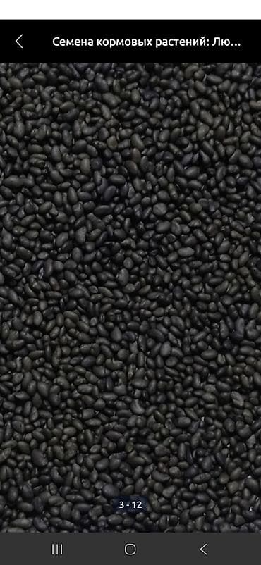 Семена кормовых растений: Люцерна, Платная доставка