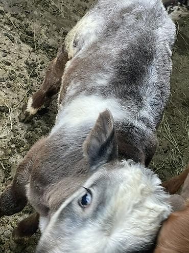 высокоудойная корова: Продаю | Корова (самка) | Швицкая | Для молока | Привязанные — 8