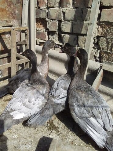 купить несушек курей: Мускусные утки (индоутки), молодняк разных окрасов. Описание: - — 1