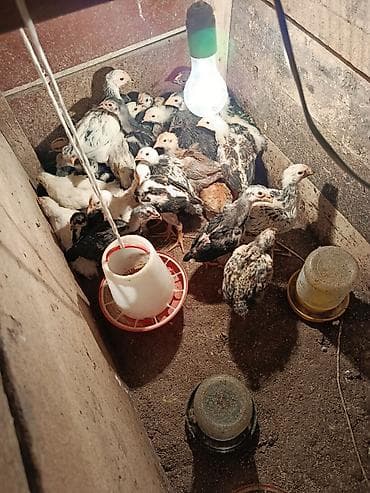 Животные: Продаю | Цыплята | Домашняя | Для разведения — 3