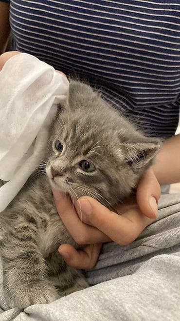 кошка серый: Ищем любящий дом для котят 🐾 Им ровно 2 месяца — остались 1 мальчик и — 3