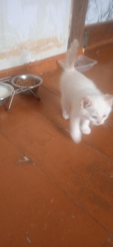 ангорские котята: Котята, белые с серыми отметинами (поинт), пушистая шерсть средней — 4