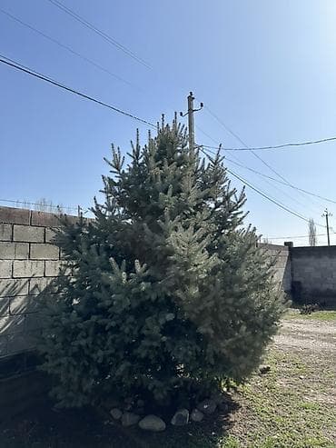 початки кукуруза: Живая голубая ель (вероятно, Picea pungens, «голубая ель») - — 5