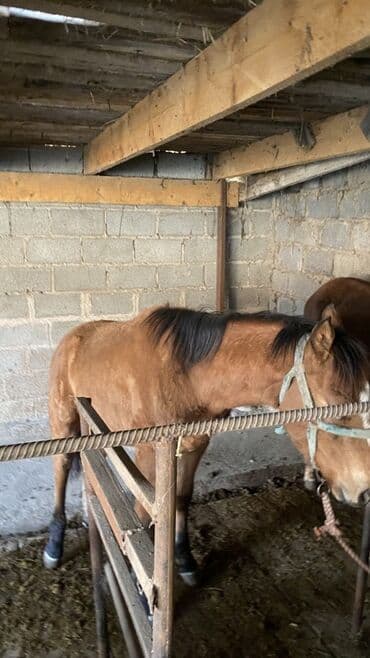 купить рабочую охотничью собаку: Сатам | Байтал, Тай | Көбөйтүү үчүн — 2