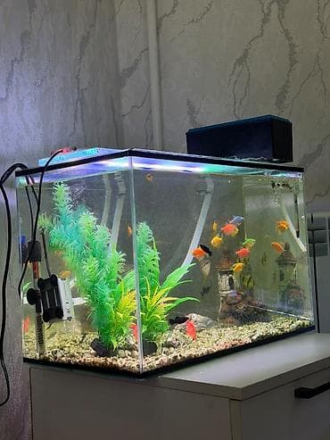 продаю силас: Отвечаю на Ватсапп. Аквариумный комплект для дома/офиса 50x35x30 Есть — 2