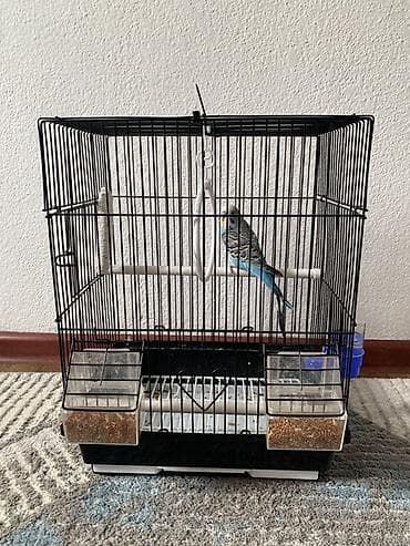 продаю птиц: Клетка для волнистого попугая/мелких птиц - Материал: металлическая — 1