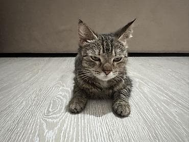 scottish fold: Беспородная, 2 года, Девочка, Приучена к лотку — 2
